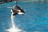 san-diego-sea-world-pic