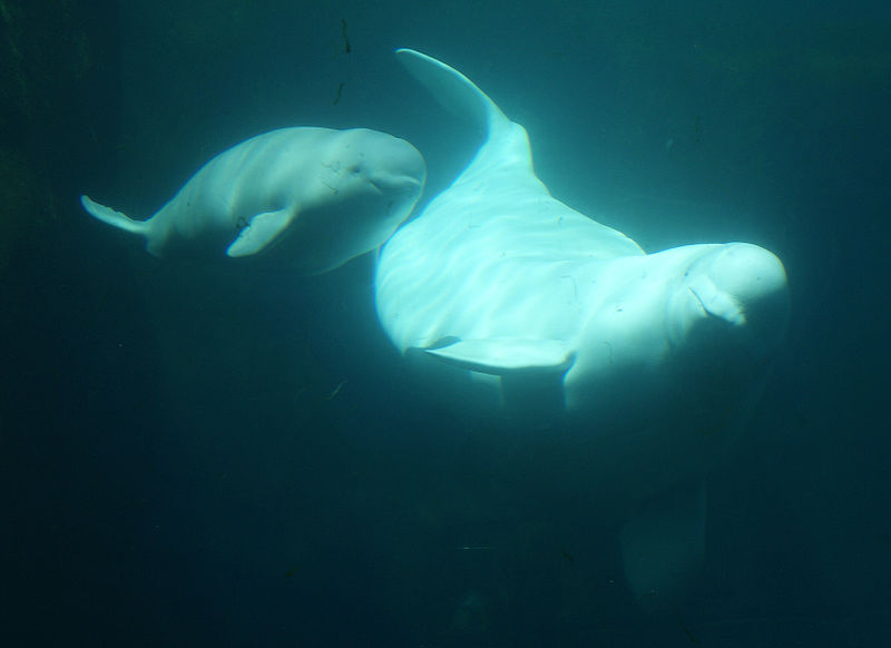 温哥华水族馆